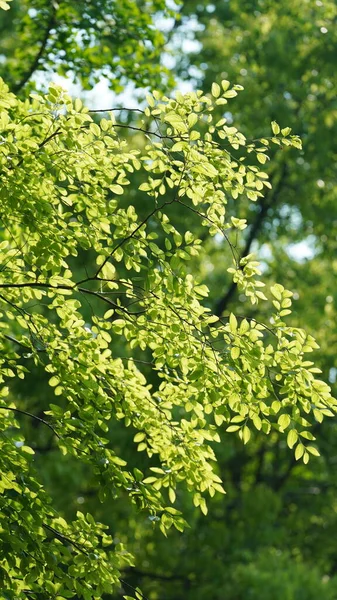 Свежие Молодые Листья Полные Деревьев Весной — стоковое фото