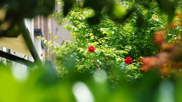 Красиві Квіти Цвітуть Саду Навесні Теплим Сонячним Світлом — стокове фото