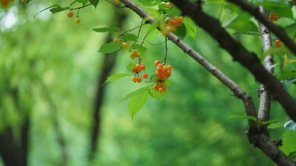 Frutos Cereja Que Colhem Jardim Primavera — Fotografia de Stock