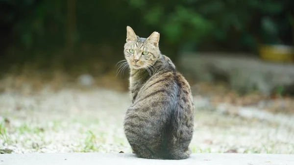 스러운 고양이 마리가 정원에 — 스톡 사진