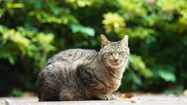 Adorable Chat Sauvage Assis Dans Jardin Pour Reposer — Photo
