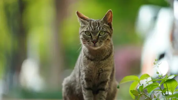 One Adorable Wild Cat Sitting Garden Resting — Stockfoto