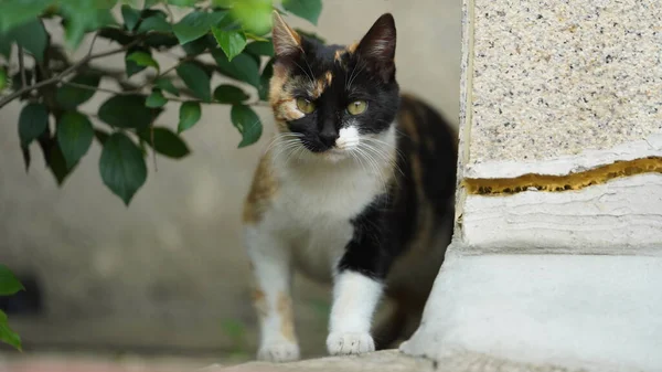귀여운 고양이 마리가 마당에서 — 스톡 사진