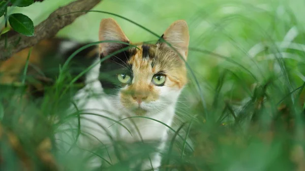 庭に休息中の可愛い猫が一匹 — ストック写真