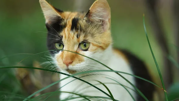 stock image One cute cat having a rest in the yard