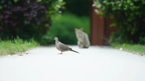 One Cute Bird Looking Food Garden — Stock Photo, Image
