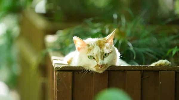 Egy Aranyos Macska Pihen Udvaron — Stock Fotó