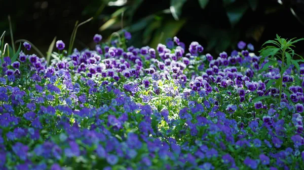 Beautiful Flowers Blooming Garden Spring Warm Sunlight — Stock Photo, Image