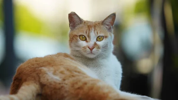 Bahçede Dinlenen Sevimli Bir Kedi — Stok fotoğraf