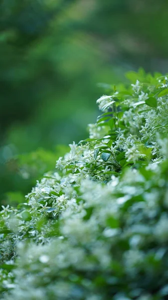 Die Schönen Blumen Blühen Frühling Garten Mit Dem Warmen Sonnenlicht — Stockfoto