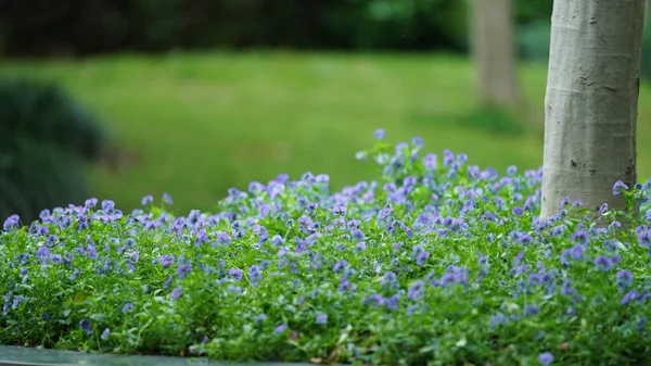 Vackra Blommar Trädgården Våren Med Det Varma Solljuset — Stockfoto