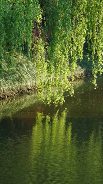 Den Gröna Pilträd Utsikt Trädgården Sommaren — Stockfoto