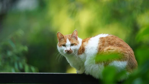 Eine Süße Katze Ruht Sich Hof Aus — Stockfoto