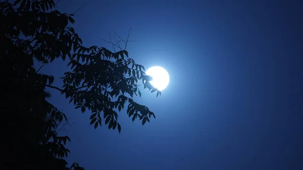 月亮的夜景 白圆的月亮在天空中 — 图库照片