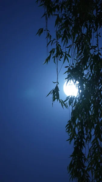 Vista Nocturna Luna Con Luna Redonda Blanca Cielo —  Fotos de Stock