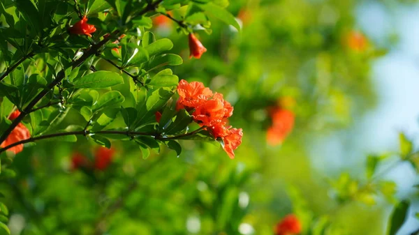 Flores Bonitas Que Florescem Jardim Primavera Com Luz Solar Morna — Fotografia de Stock