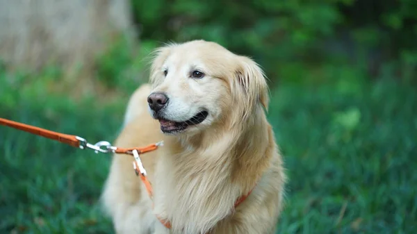 One Adorable Dog Playing Yard Freely — Stock Photo, Image