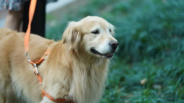 Bahçede özgürce oynayan sevimli bir köpek.