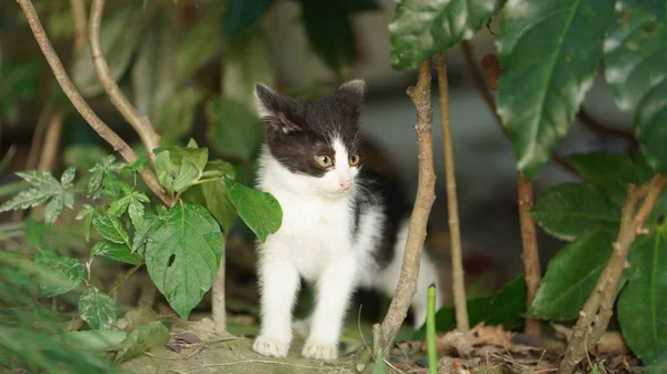 Den Søte Lille Katten Som Leker Hagen – stockfoto