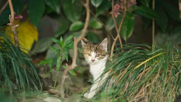 Die Süße Kleine Katze Spielt Hof — Stockfoto