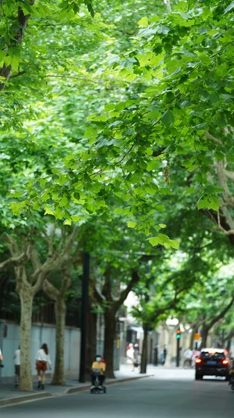 Die Straßenansicht Der Stadt Shanghai Mit Den Bäumen Entlang Der — Stockfoto