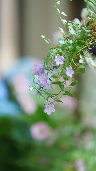 Красиві Квіти Цвітуть Саду Навесні Теплим Сонячним Світлом — стокове фото