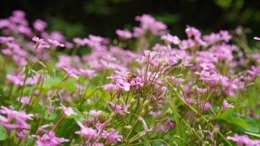 Bahçede açan güzel çiçekler ılık mevsimde