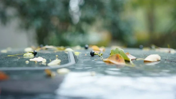 Podzimní Pohled Padajícím Podzimním Listím Auto Zahradě — Stock fotografie