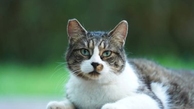 Bahçede dinlenen sevimli bir kedi.