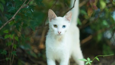 Bahçede dinlenen sevimli bir kedi.