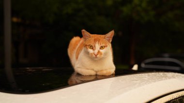 Bahçede dinlenen sevimli bir kedi.