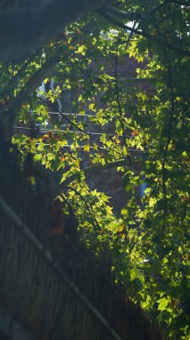 Yazın Şangay 'ın iki yakasındaki yeşil ağaçlı yol manzarası. 