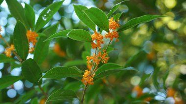 Bahçede açan güzel çiçekler ılık mevsimde