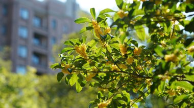 Bahçede açan güzel çiçekler ılık mevsimde