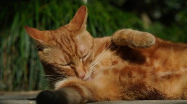 Bahçede dinlenen sevimli bir kedi.