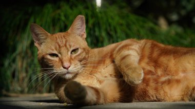 Bahçede dinlenen sevimli bir kedi.