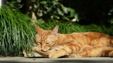 Bahçede dinlenen sevimli bir kedi.