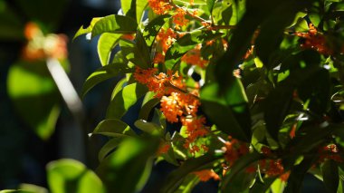 Bahçede açan güzel çiçekler ılık mevsimde