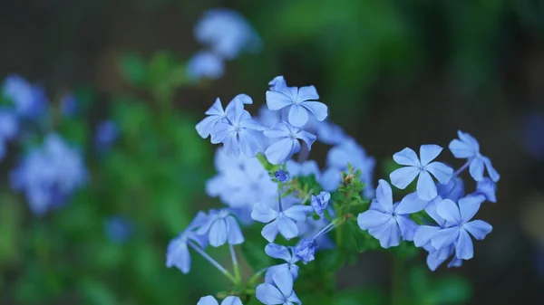 Las Hermosas Flores Que Florecen Jardín Estación Cálida —  Fotos de Stock