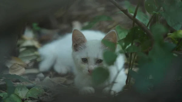 庭に休息中の可愛い猫が一匹 — ストック写真