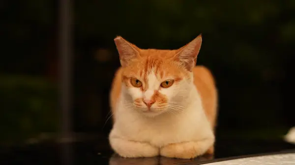 Jeden Roztomilý Kočka Odpočinkem Dvoře — Stock fotografie