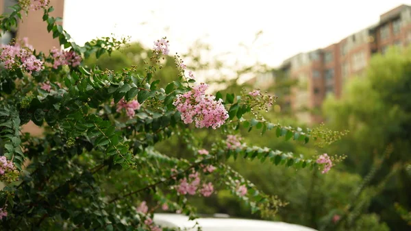 Die Schönen Blumen Die Der Warmen Jahreszeit Garten Blühen — Stockfoto
