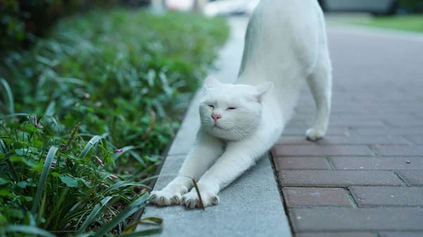Один Милий Кіт Відпочиває Дворі — стокове фото