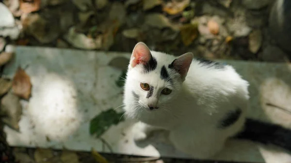 Satu Kucing Lucu Memiliki Istirahat Halaman — Stok Foto