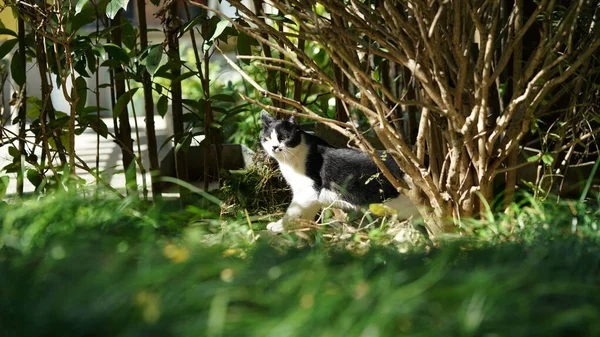 Een Schattige Kat Met Een Rust Tuin — Stockfoto
