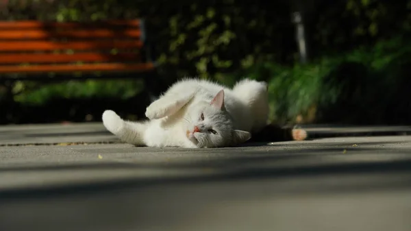 Eine Süße Katze Ruht Sich Hof Aus — Stockfoto