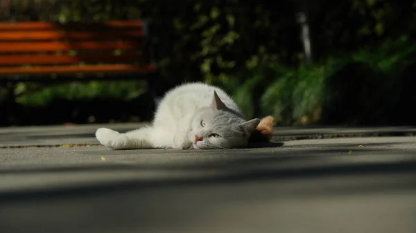 Один Милий Кіт Відпочиває Дворі — стокове фото