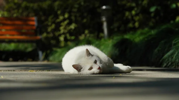 Lindo Gato Descansando Patio — Foto de Stock
