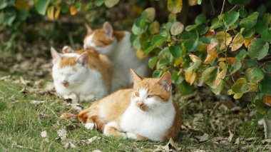 Bahçede dinlenen sevimli bir kedi.