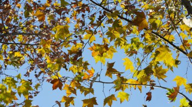 Sonbahar manzarası Sonbaharda ağaçlarda sarı altın yapraklar